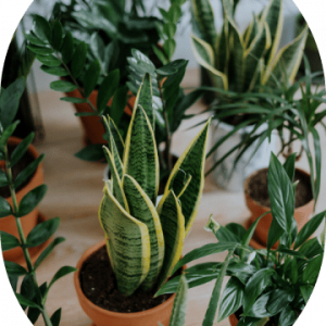 Parlor Palm