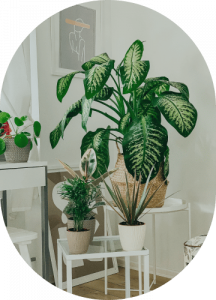 Parlor Palm