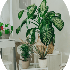Parlor Palm